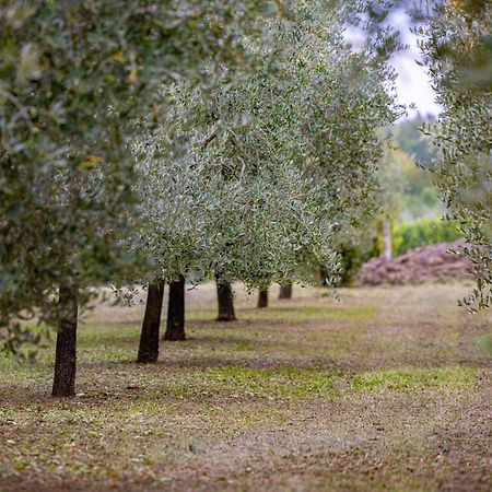 Villa Allegra Vižinada Εξωτερικό φωτογραφία