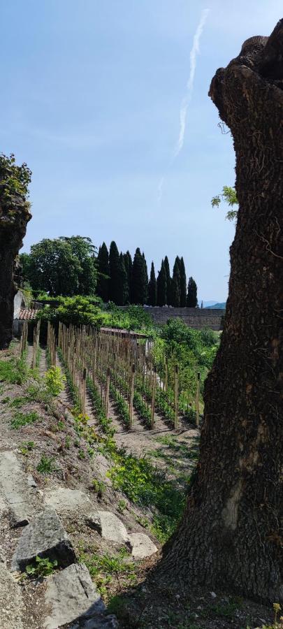 Villa Allegra Vižinada Εξωτερικό φωτογραφία