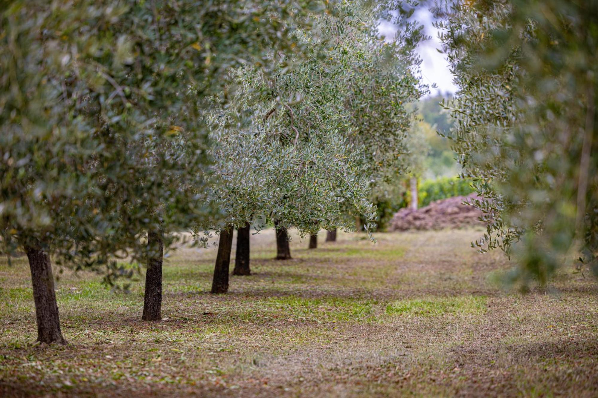 Villa Allegra Vižinada Εξωτερικό φωτογραφία